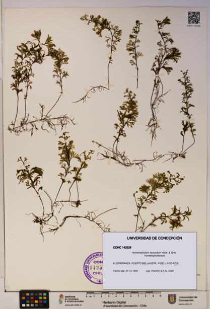 Hymenophyllum secundum [Espécimen: ]