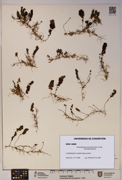 Hymenophyllum secundum [Espécimen: ]