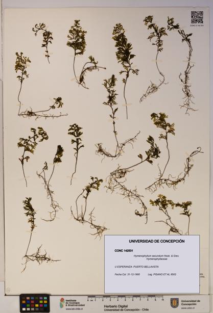 Hymenophyllum secundum [Espécimen: ]