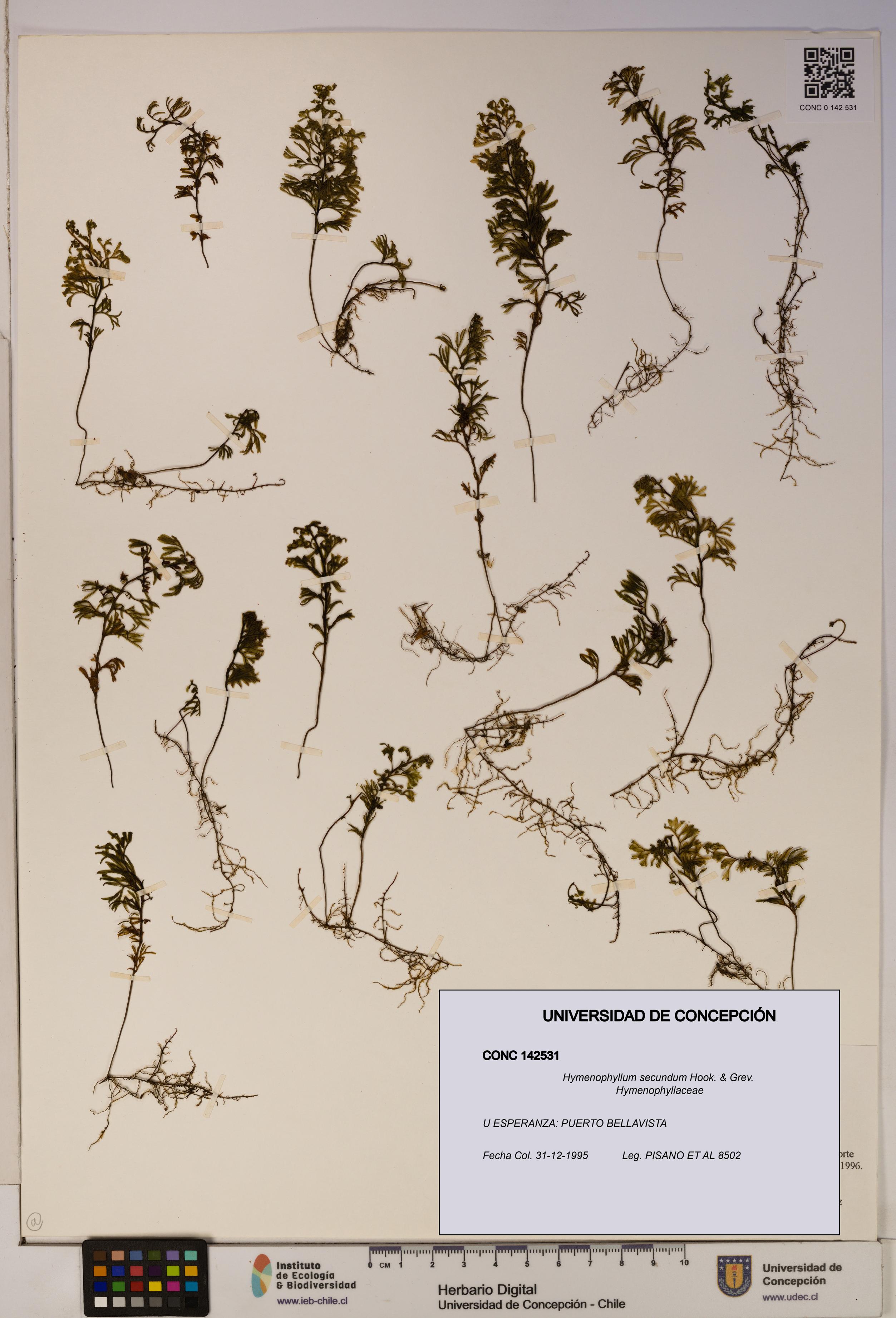 Hymenophyllum secundum [Espécimen: ]