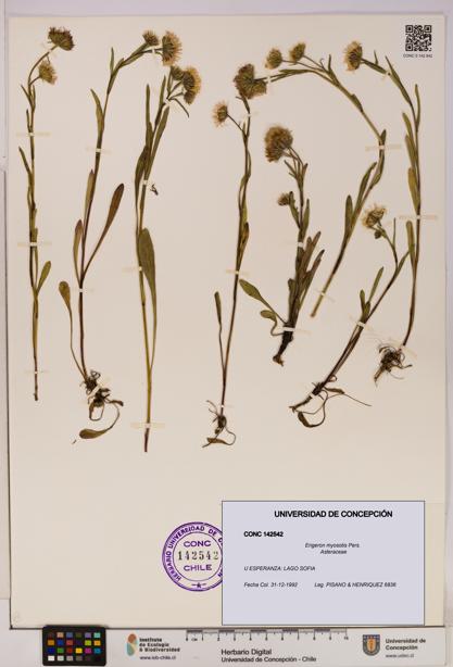 Erigeron myosotis [Espécimen: UDEC:CONC:0142542]