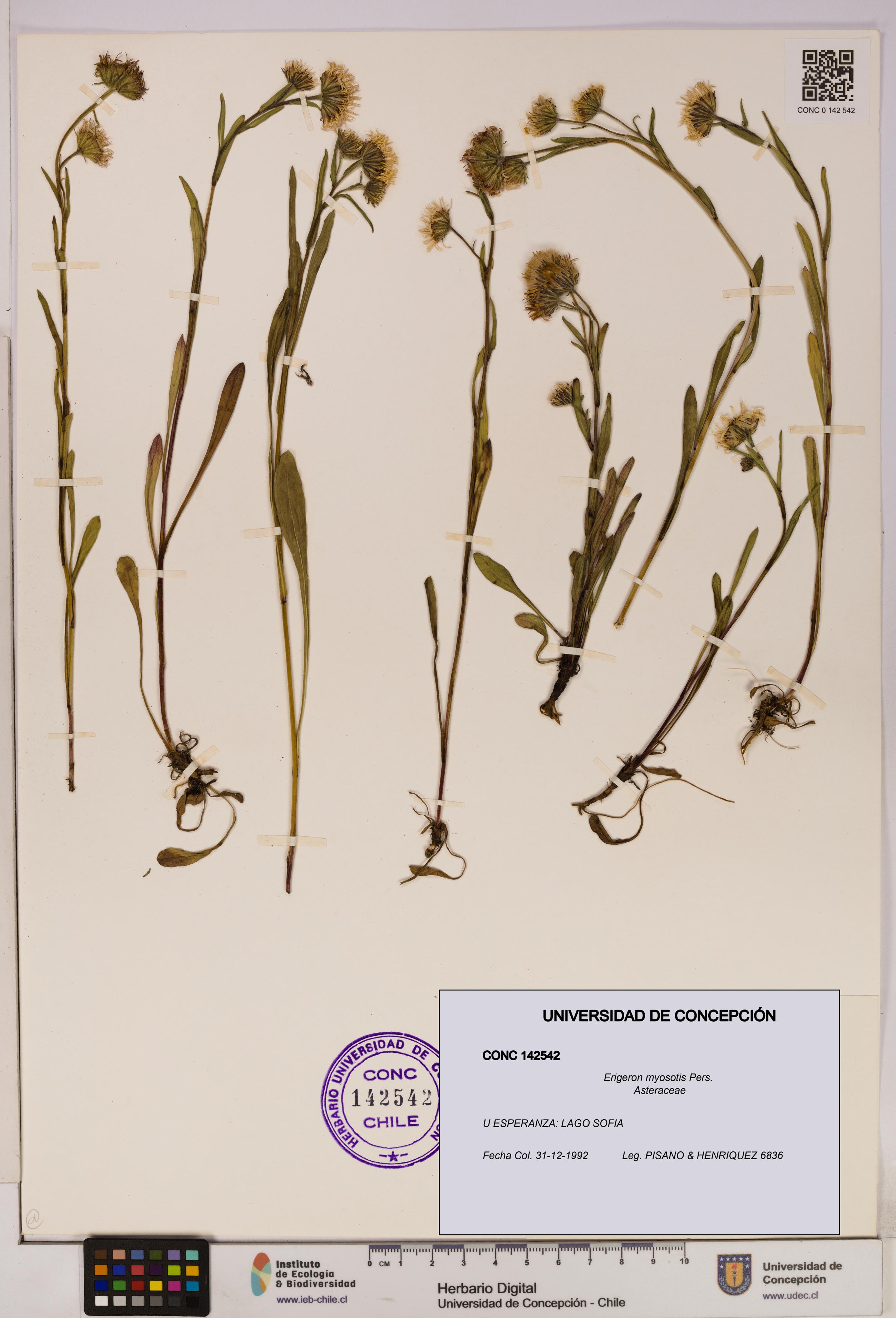 Erigeron myosotis [Espécimen: UDEC:CONC:0142542]