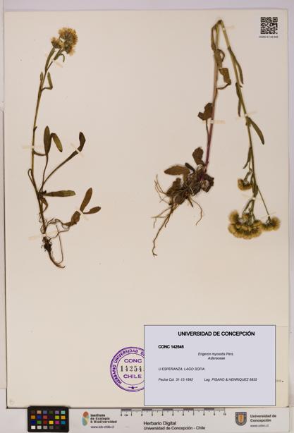 Erigeron myosotis [Espécimen: UDEC:CONC:0142545]