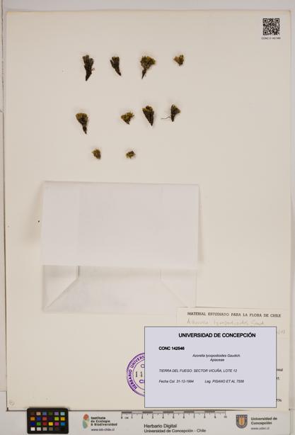 Azorella lycopodioides [Espécimen: ]