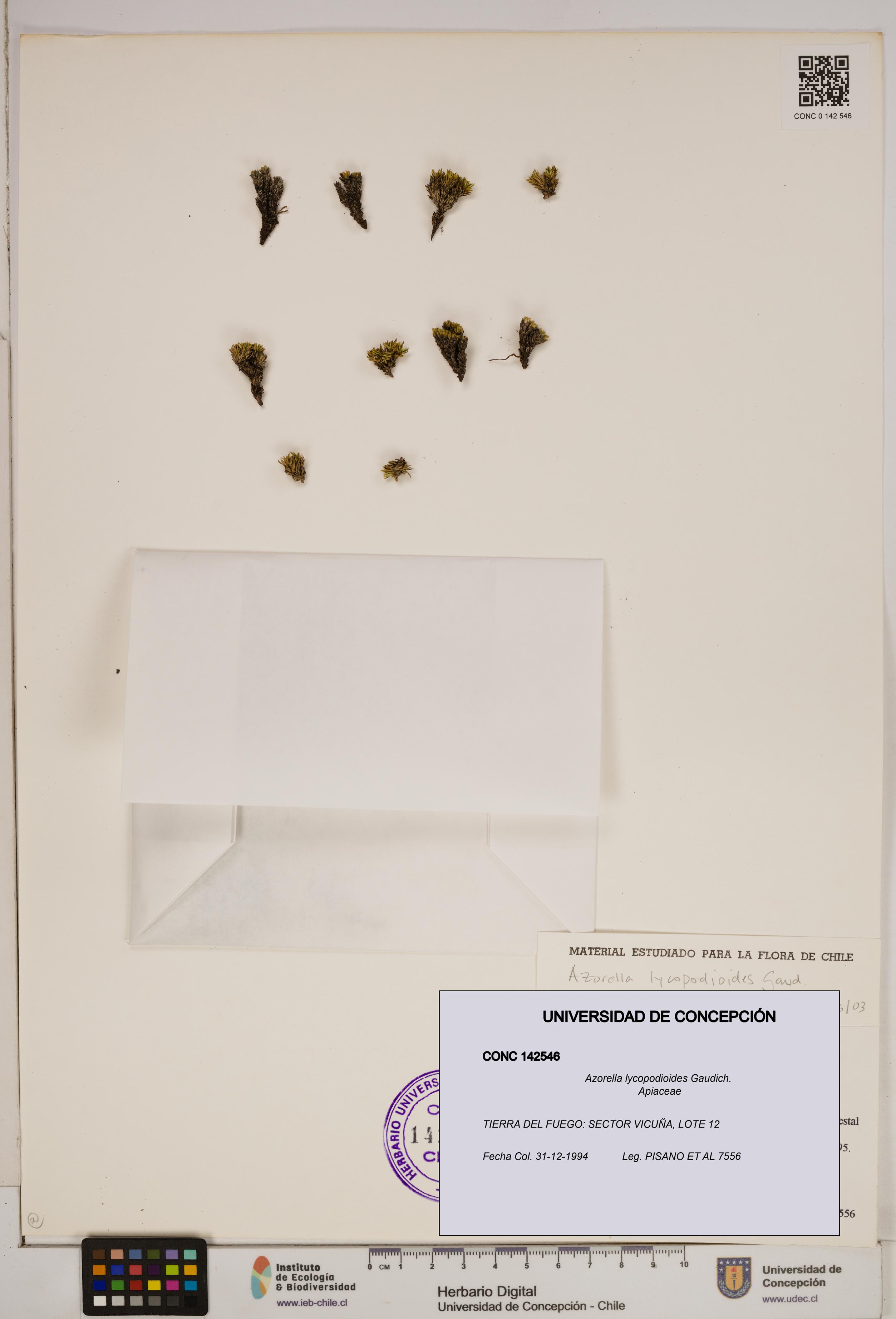 Azorella lycopodioides [Espécimen: ]