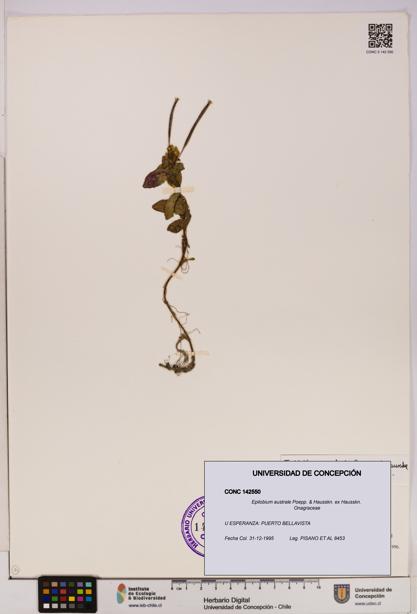 Epilobium australe [Espécimen: UDEC:CONC:0142550]