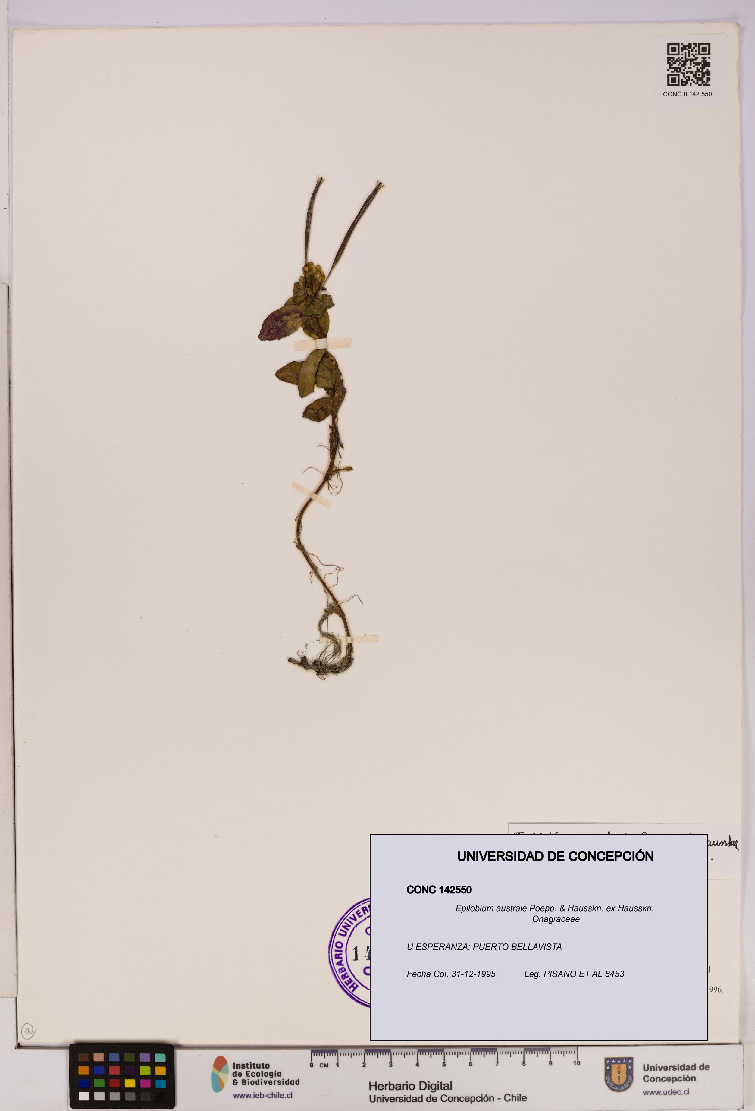 Epilobium australe [Espécimen: UDEC:CONC:0142550]