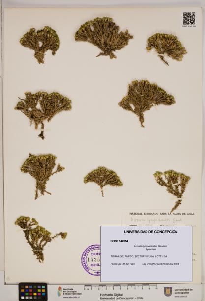 Azorella lycopodioides [Espécimen: ]