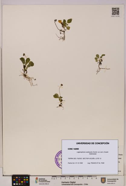 Lagenophora nudicaulis [Espécimen: ]