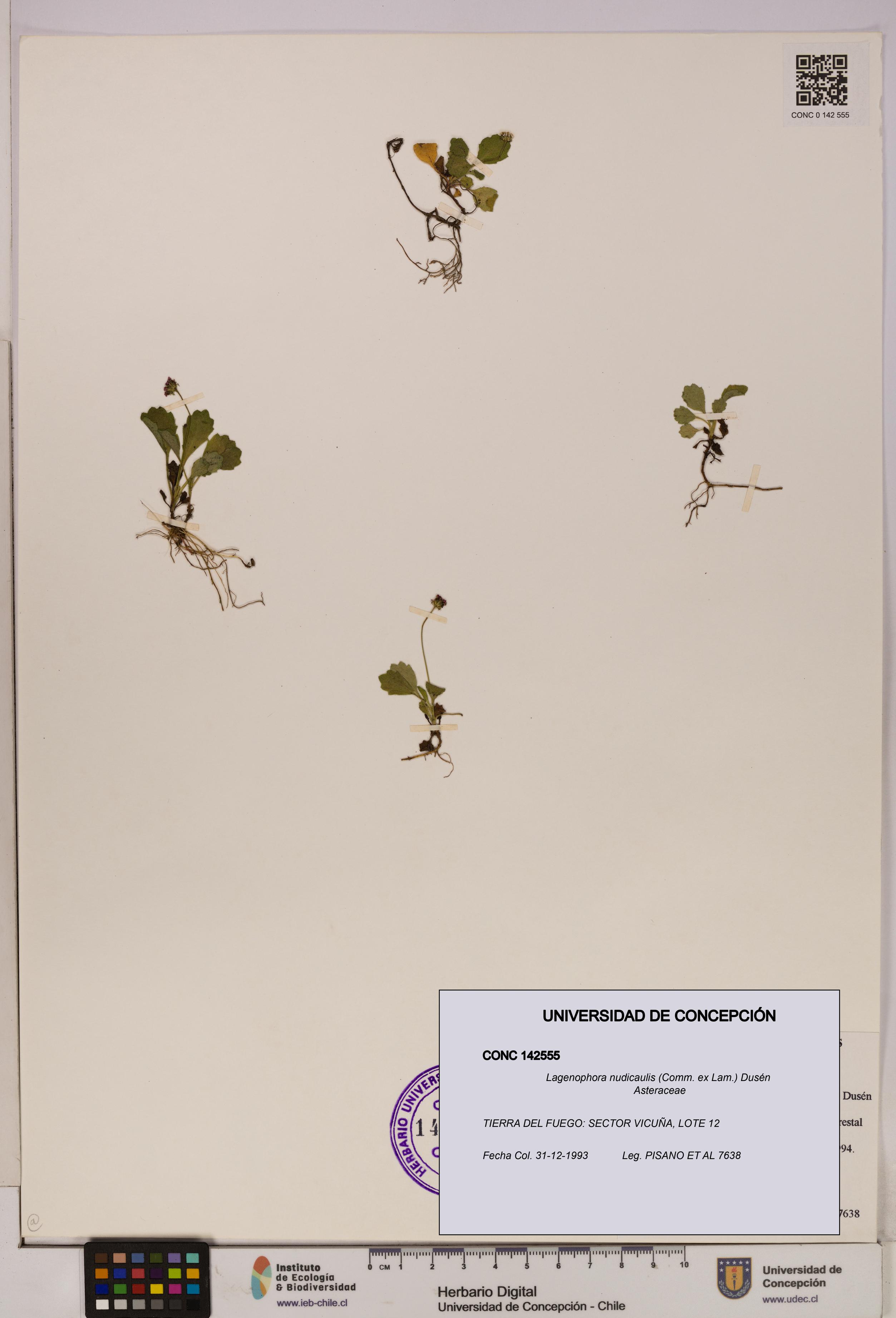 Lagenophora nudicaulis [Espécimen: ]