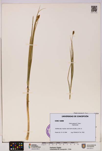 Carex gayana [Espécimen: UDEC:CONC:0142556]