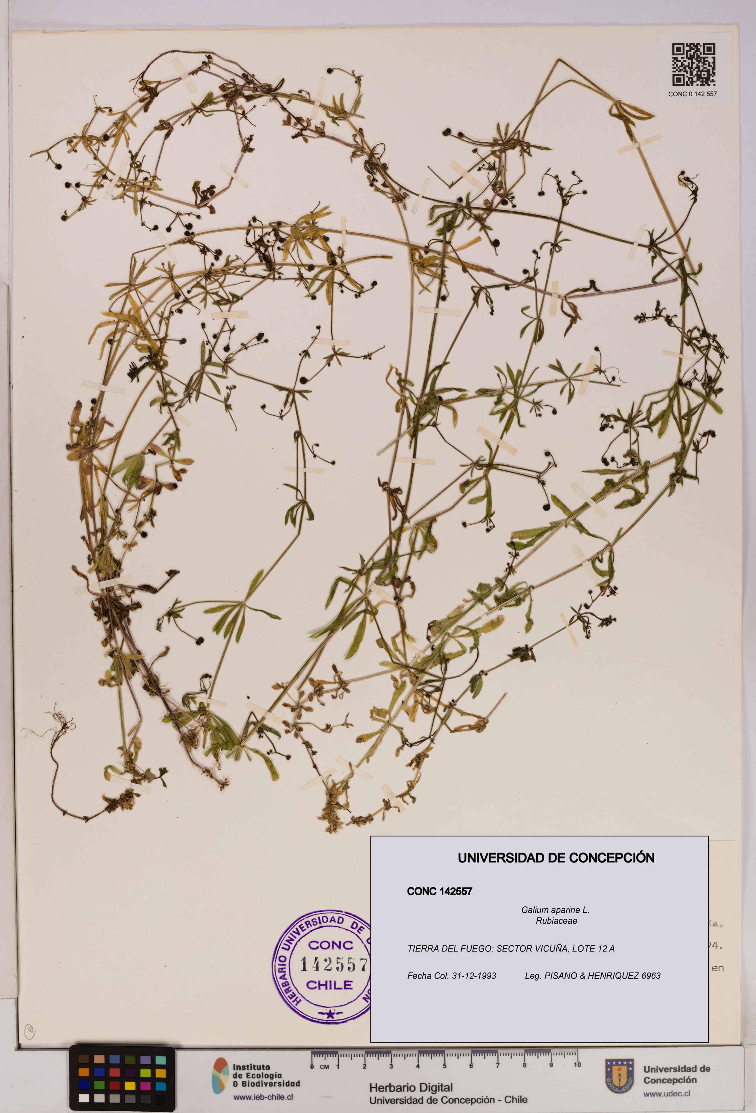 Galium aparine [Espécimen: UDEC:CONC:0142557]