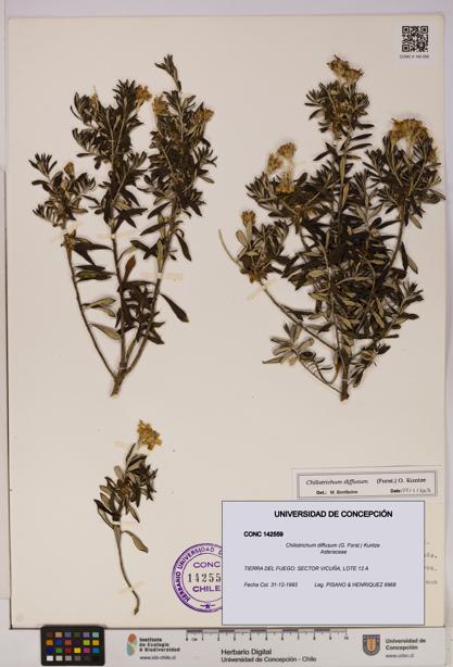 Chiliotrichum diffusum [Espécimen: UDEC:CONC:0142559]