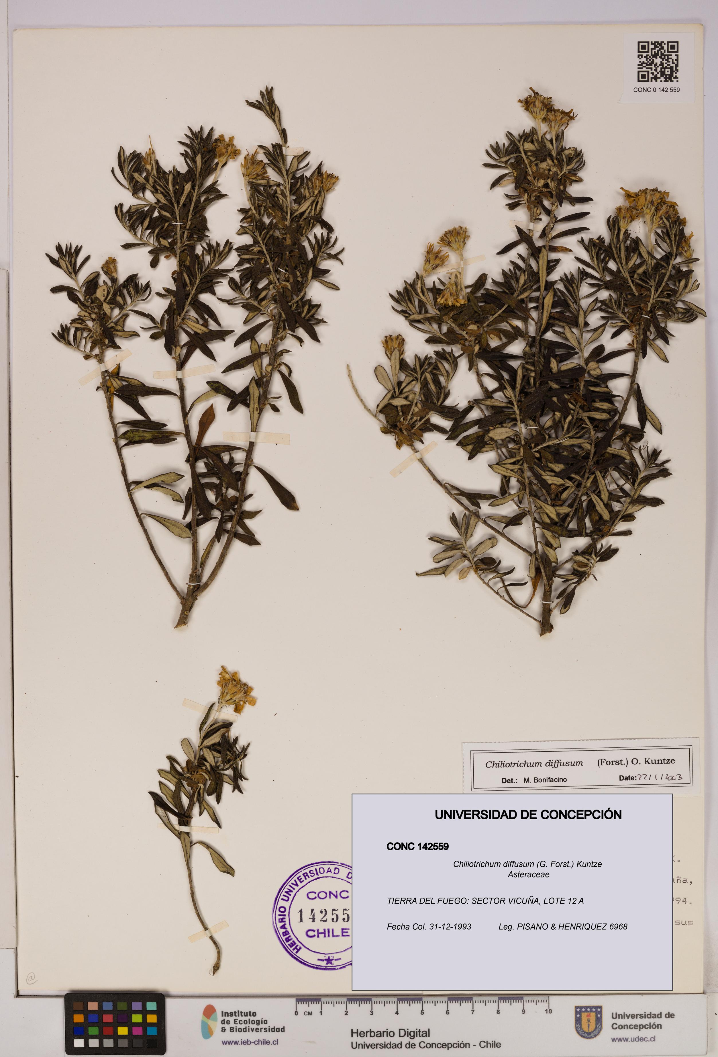 Chiliotrichum diffusum [Espécimen: UDEC:CONC:0142559]