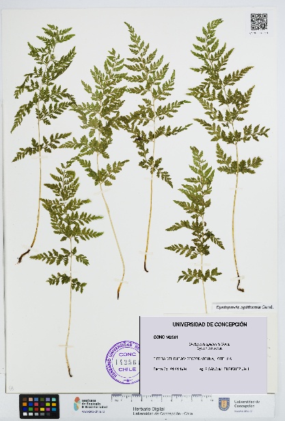 Cystopteris apiiformis [Espécimen: UDEC:CONC:0142561]