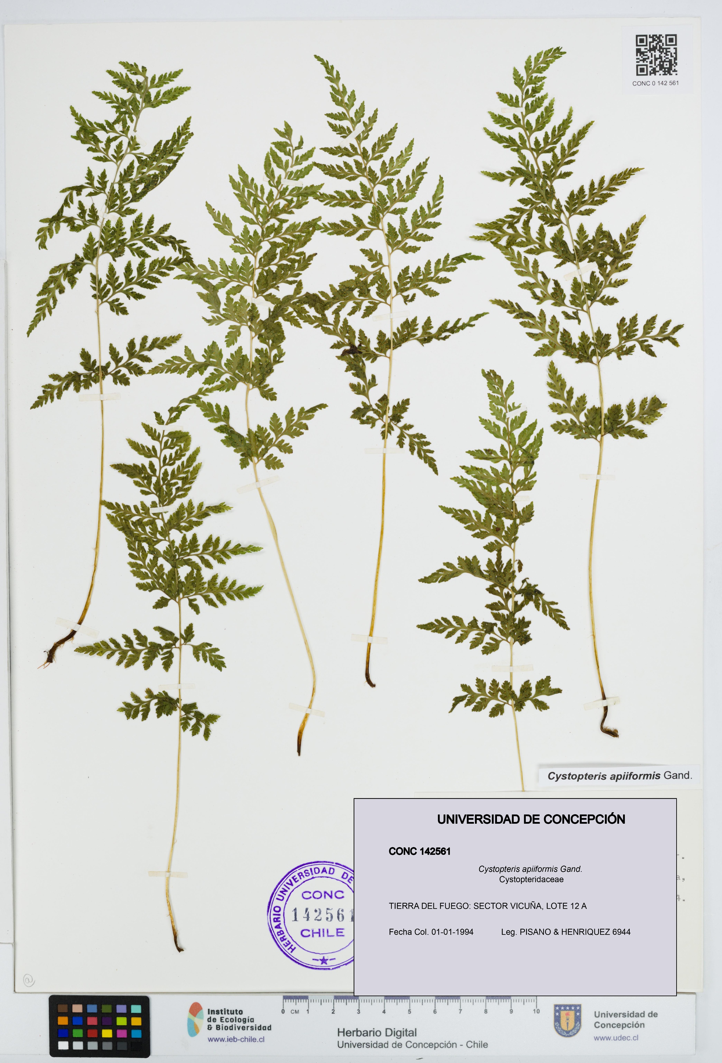 Cystopteris apiiformis [Espécimen: UDEC:CONC:0142561]