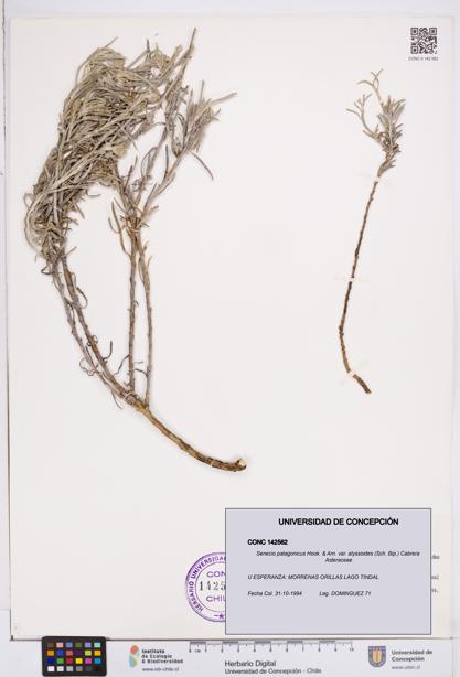 Senecio patagonicus var. alyssoides [Espécimen: ]