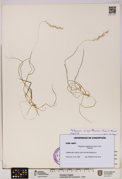 Polypogon magellanicus [Espécimen: UDEC:CONC:0142571]