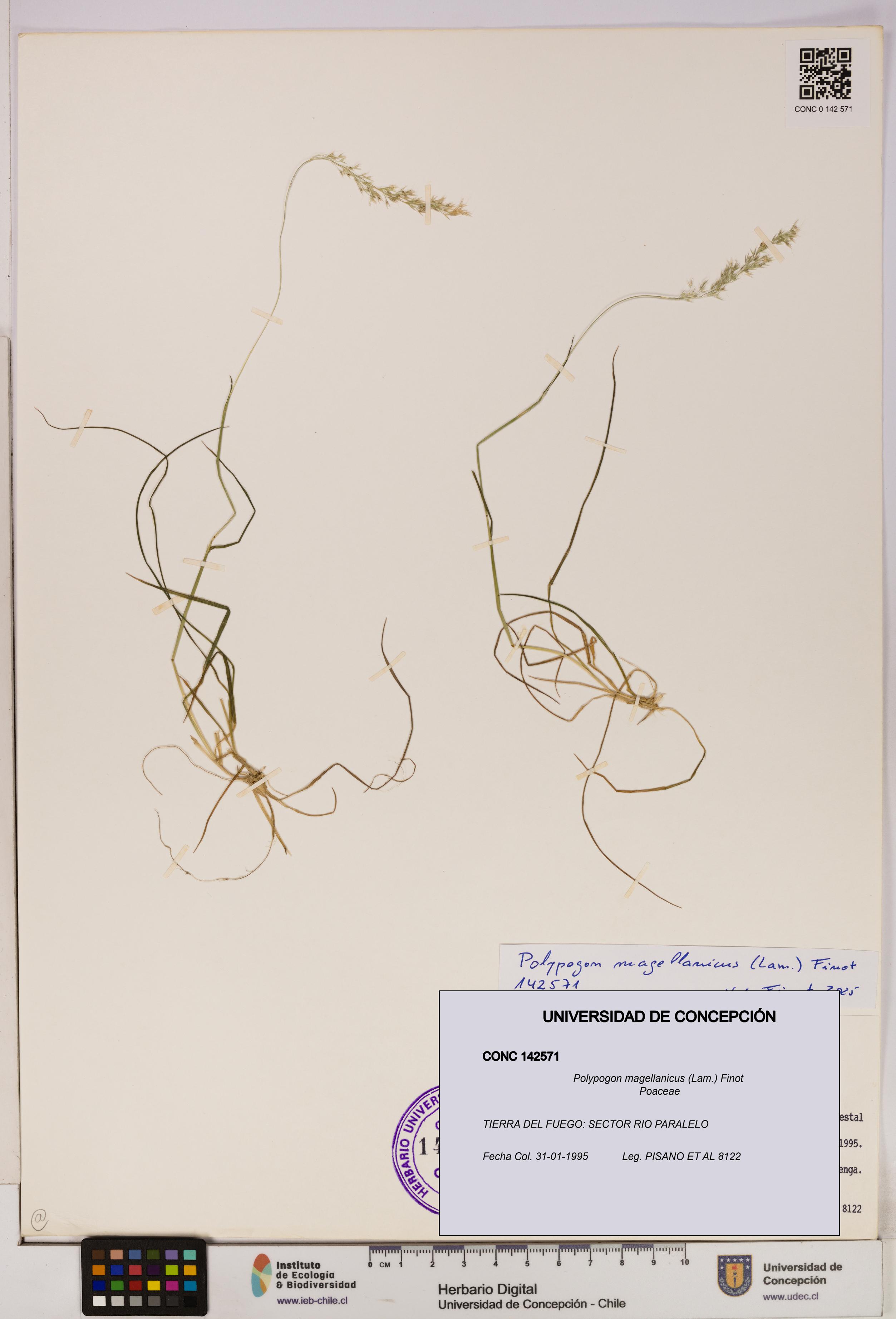 Polypogon magellanicus [Espécimen: UDEC:CONC:0142571]
