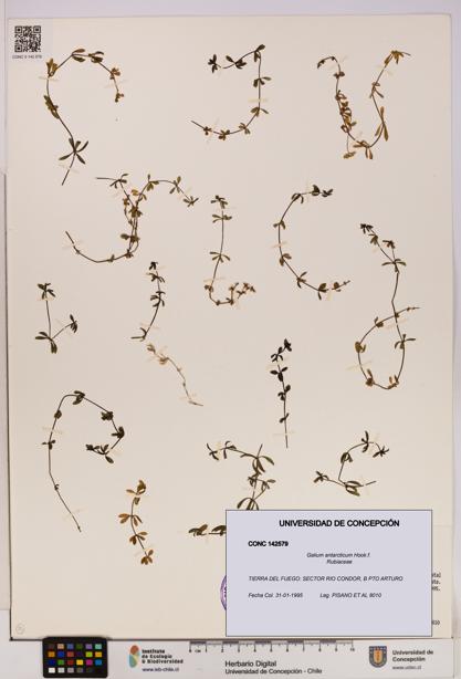 Galium antarcticum [Espécimen: UDEC:CONC:0142579]