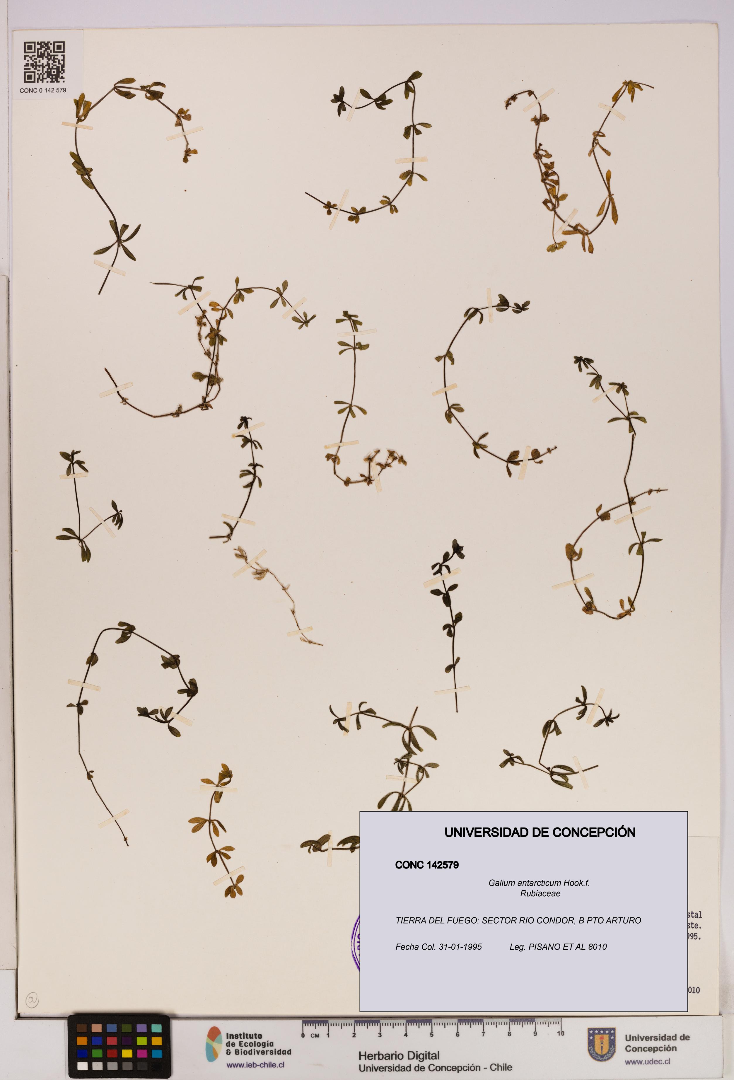 Galium antarcticum [Espécimen: UDEC:CONC:0142579]