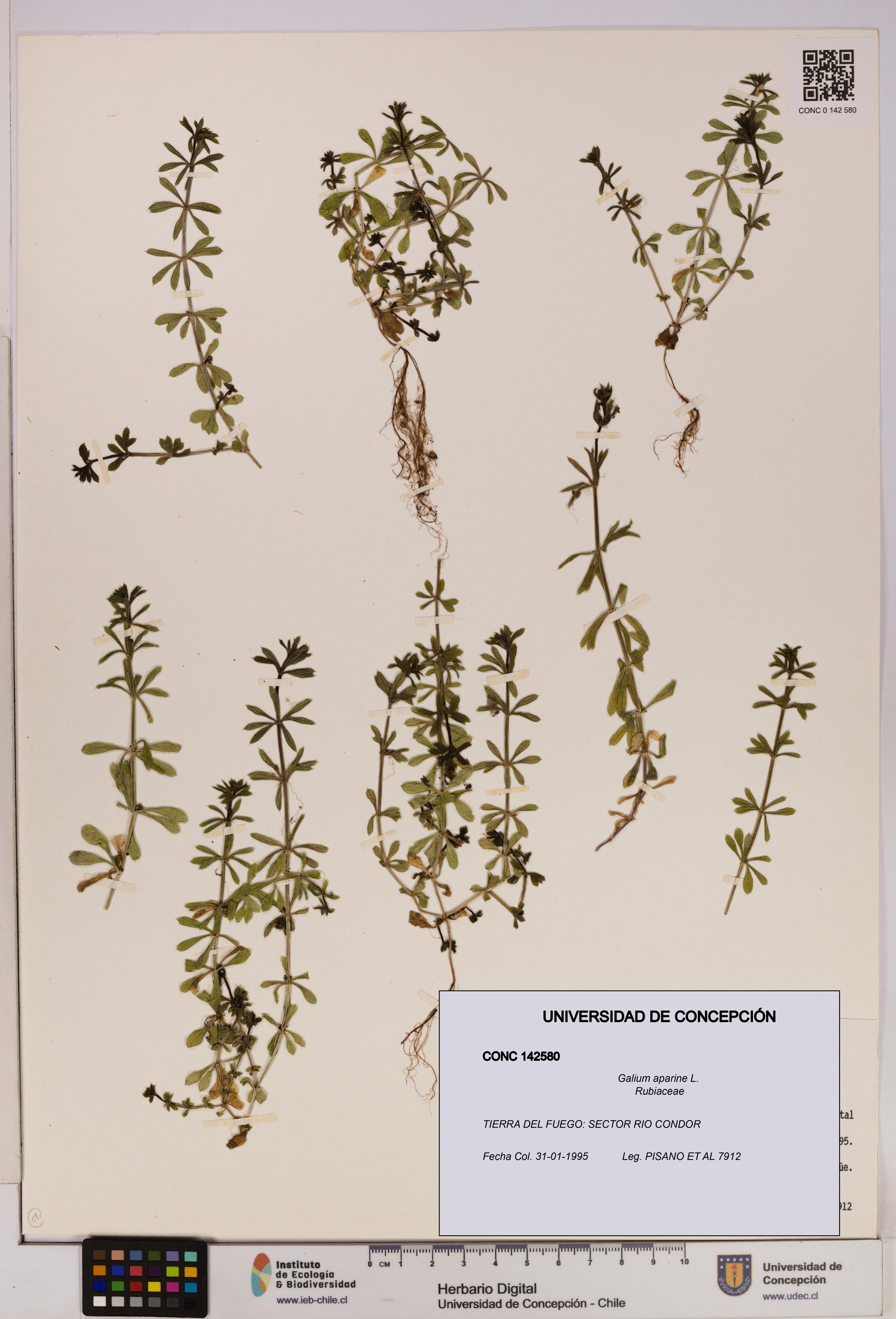 Galium aparine [Espécimen: UDEC:CONC:0142580]