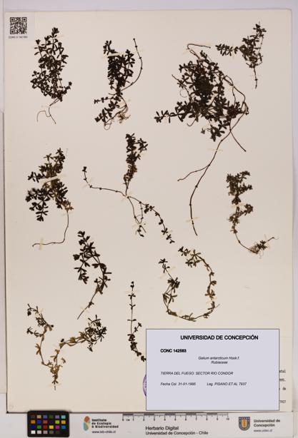 Galium antarcticum [Espécimen: UDEC:CONC:0142583]