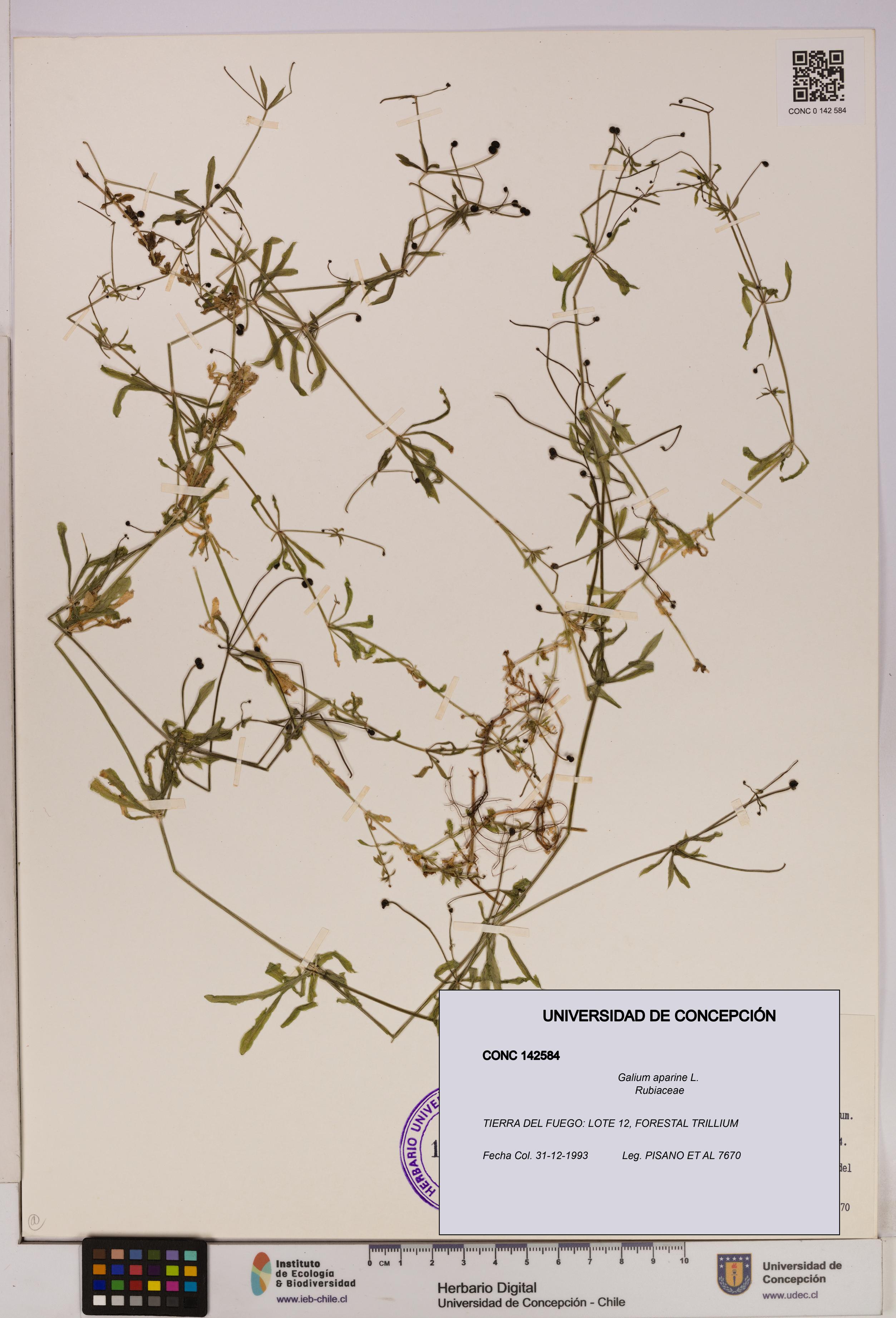 Galium aparine [Espécimen: UDEC:CONC:0142584]