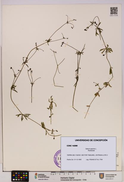 Galium aparine [Espécimen: UDEC:CONC:0142585]