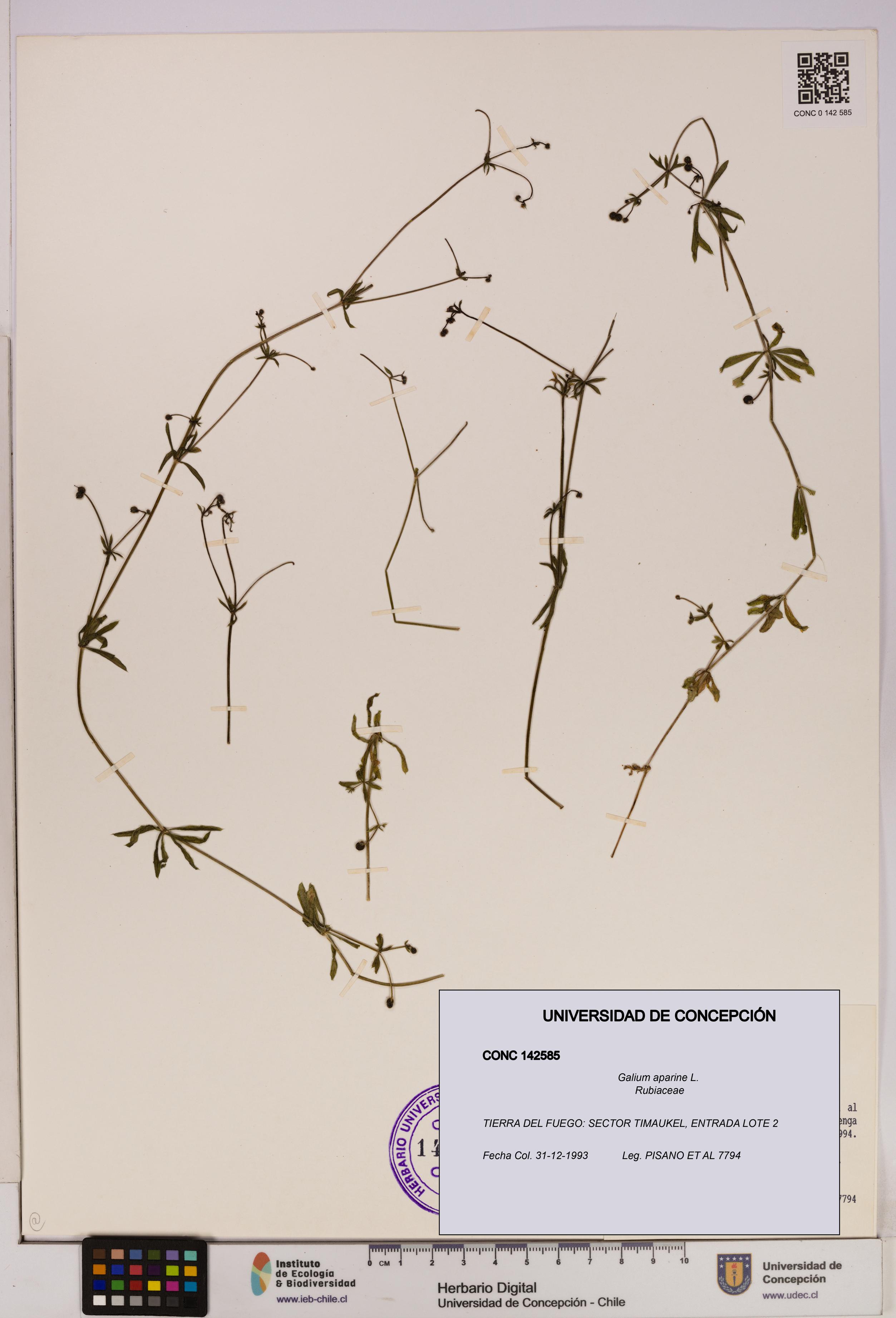 Galium aparine [Espécimen: UDEC:CONC:0142585]
