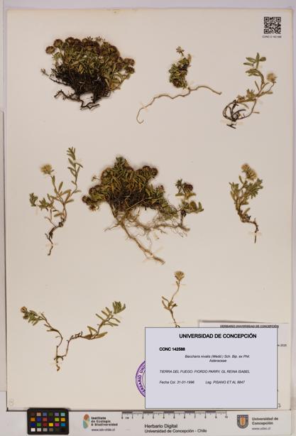 Baccharis nivalis [Espécimen: UDEC:CONC:0142588]