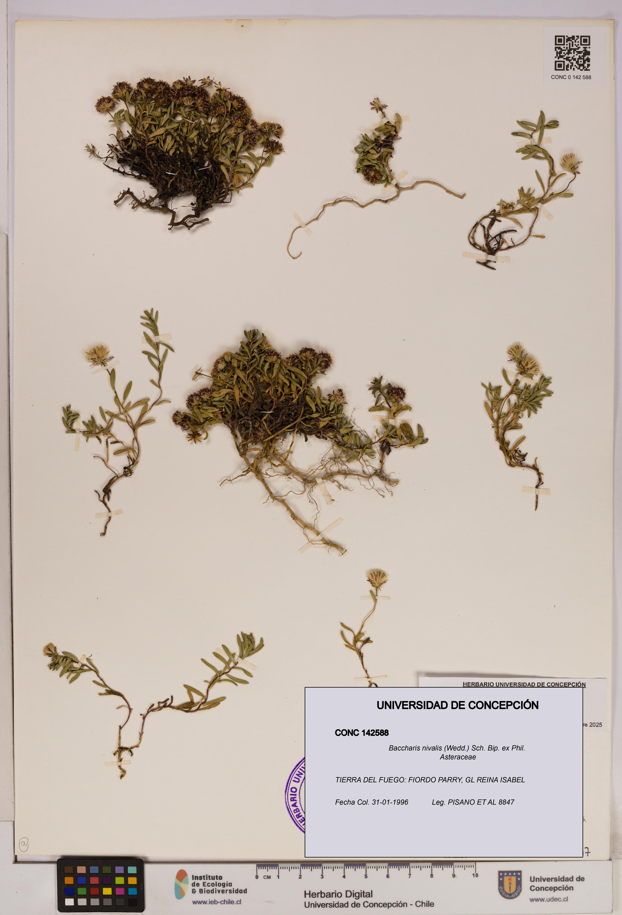 Baccharis nivalis [Espécimen: UDEC:CONC:0142588]