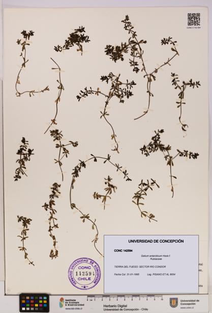Galium antarcticum [Espécimen: UDEC:CONC:0142594]