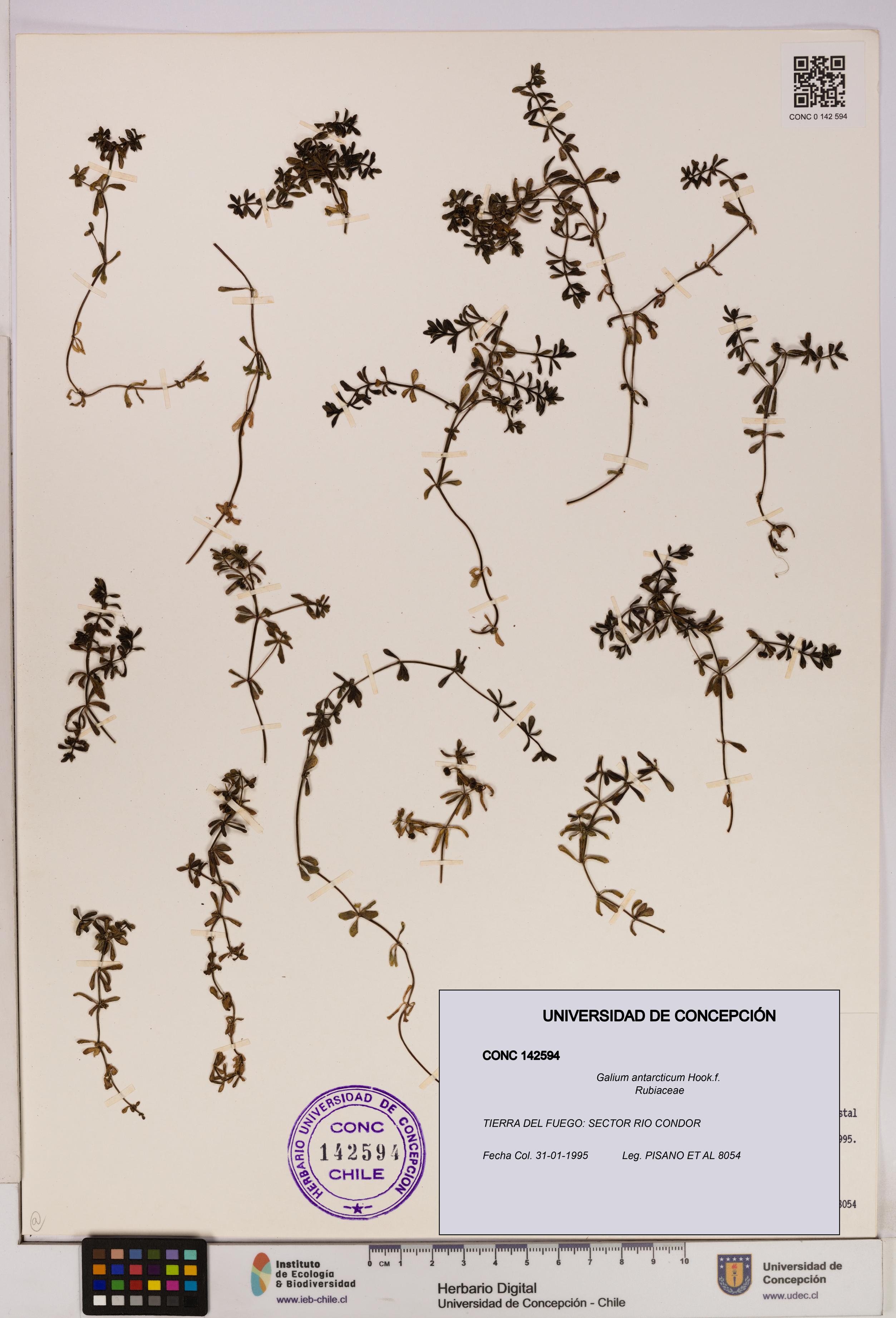 Galium antarcticum [Espécimen: UDEC:CONC:0142594]