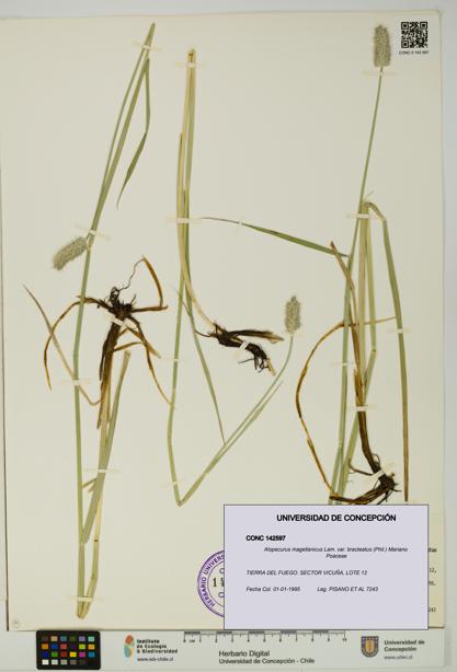 Alopecurus magellanicus var. bracteatus [Espécimen: UDEC:CONC:0142597]