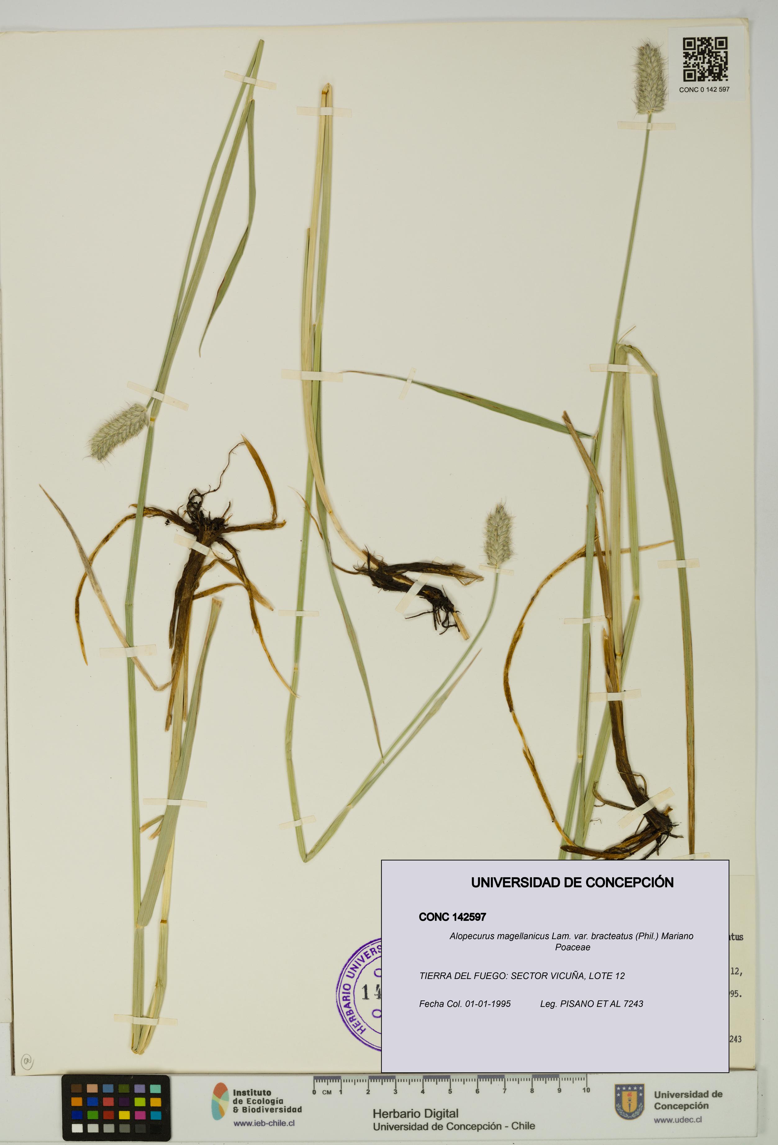 Alopecurus magellanicus var. bracteatus [Espécimen: UDEC:CONC:0142597]