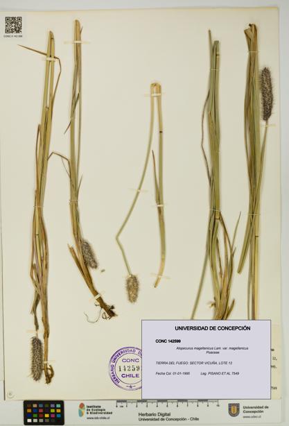Alopecurus magellanicus var. magellanicus [Espécimen: UDEC:CONC:0142599]