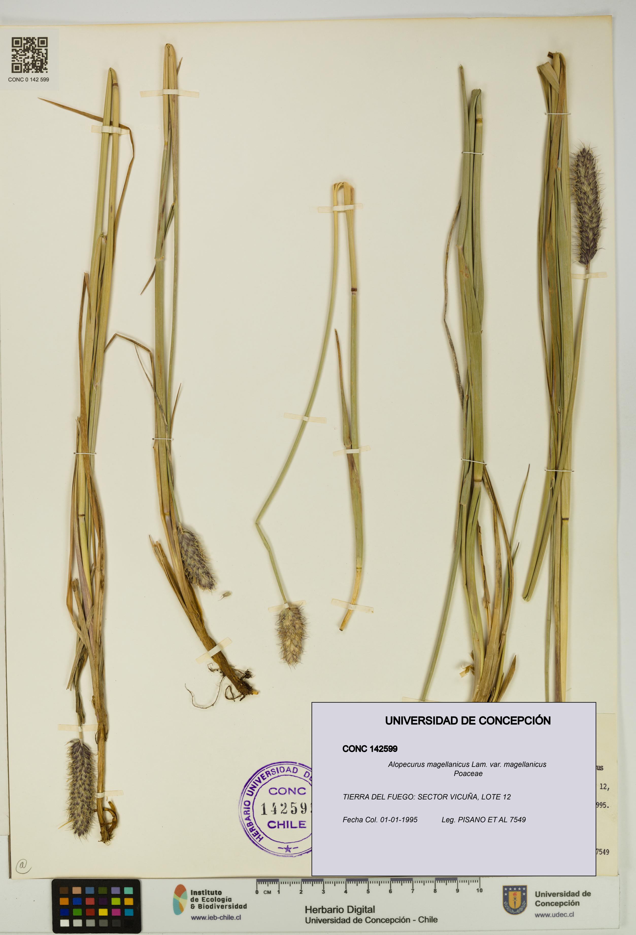 Alopecurus magellanicus var. magellanicus [Espécimen: UDEC:CONC:0142599]