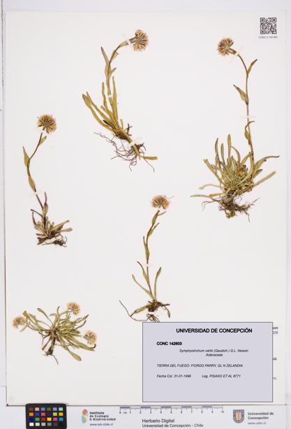 Symphyotrichum vahlii [Espécimen: ]
