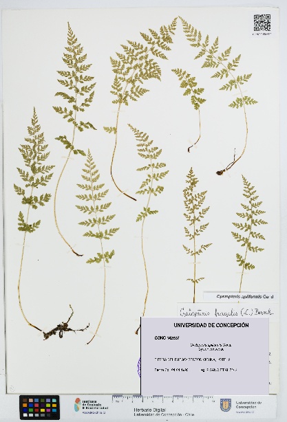 Cystopteris apiiformis [Espécimen: UDEC:CONC:0142607]