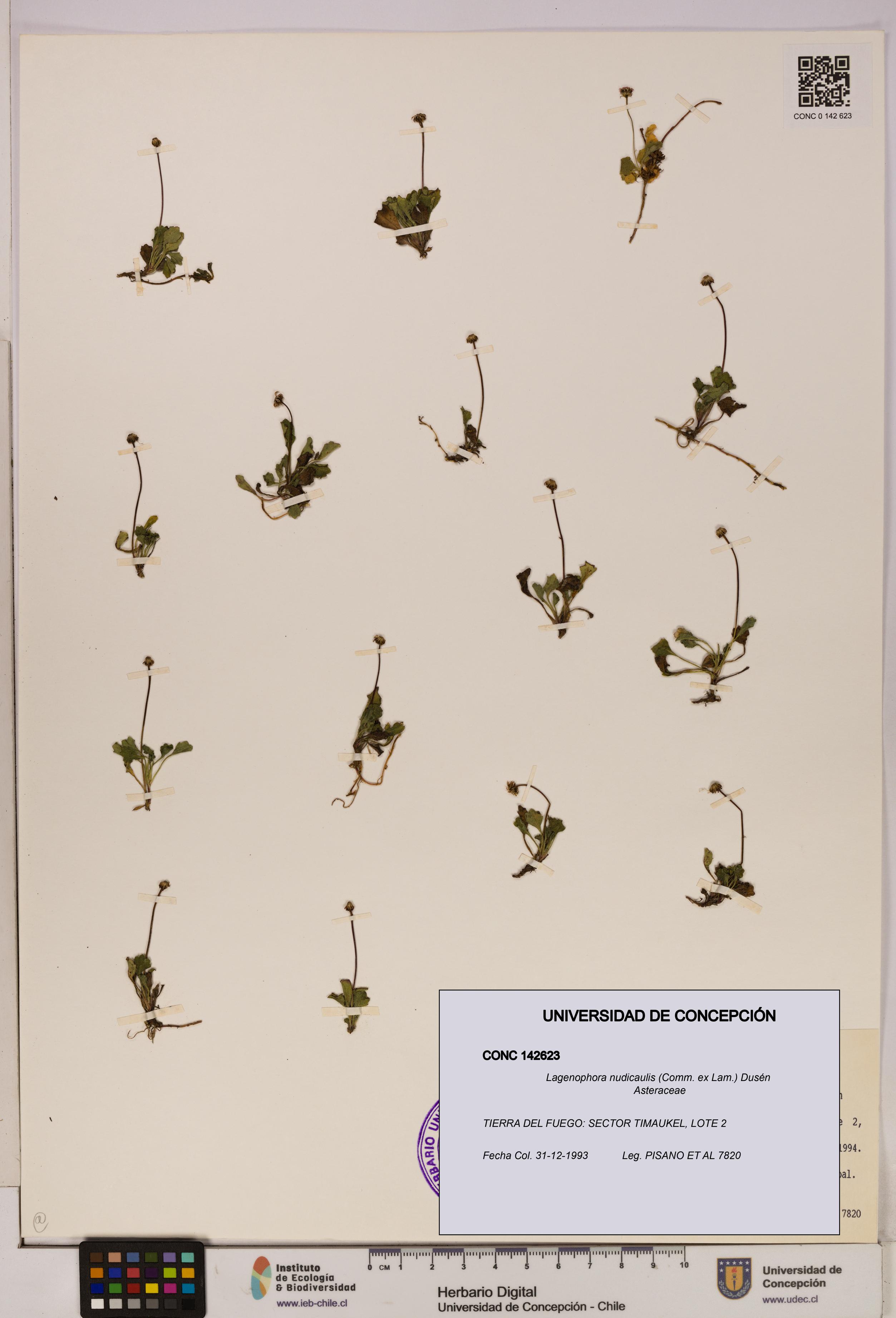Lagenophora nudicaulis [Espécimen: ]