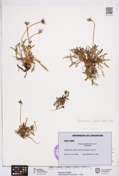 Taraxacum gilliesii [Espécimen: ]