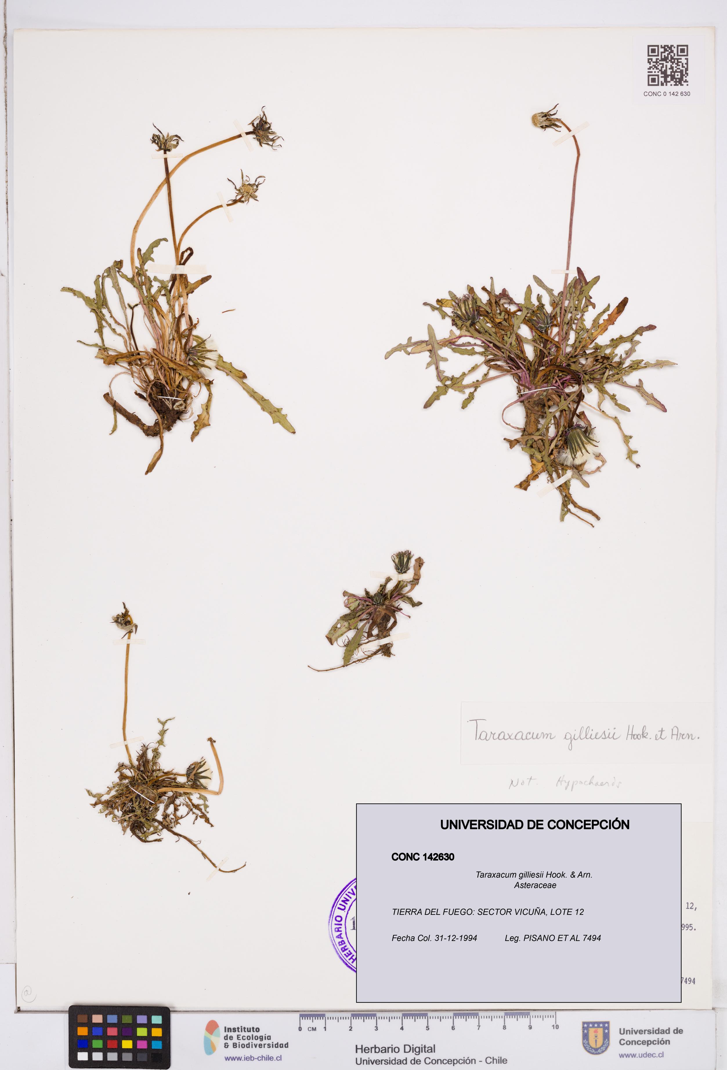 Taraxacum gilliesii [Espécimen: ]