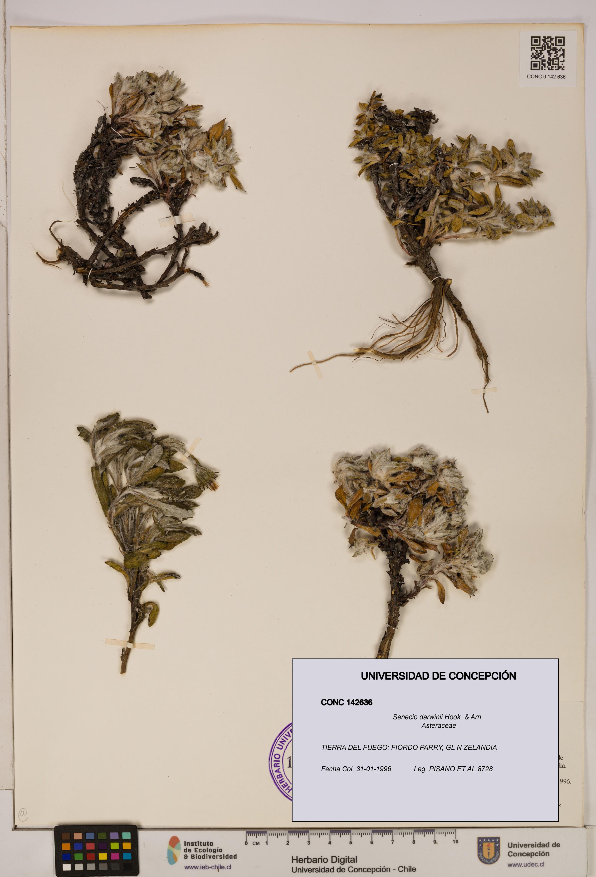 Senecio darwinii [Espécimen: UDEC:CONC:0142636]