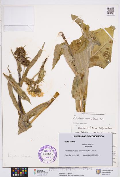 Senecio smithii [Espécimen: ]