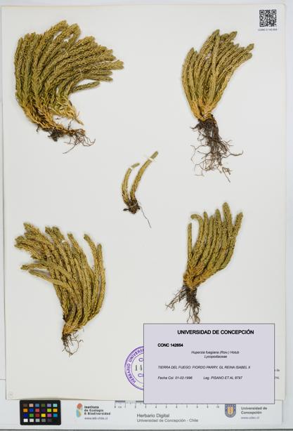 Huperzia fuegiana [Espécimen: ]