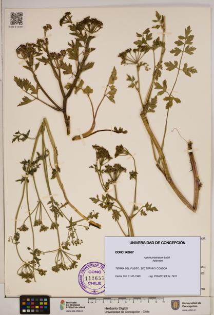 Apium prostratum [Espécimen: ]