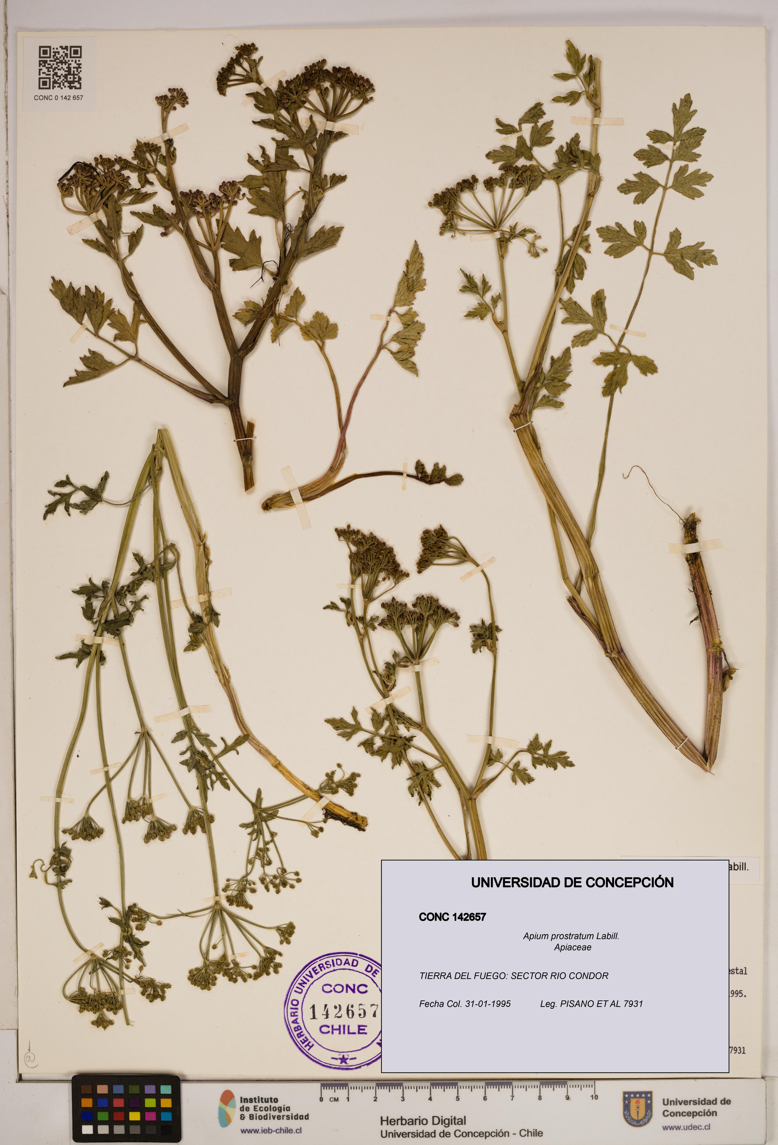 Apium prostratum [Espécimen: ]