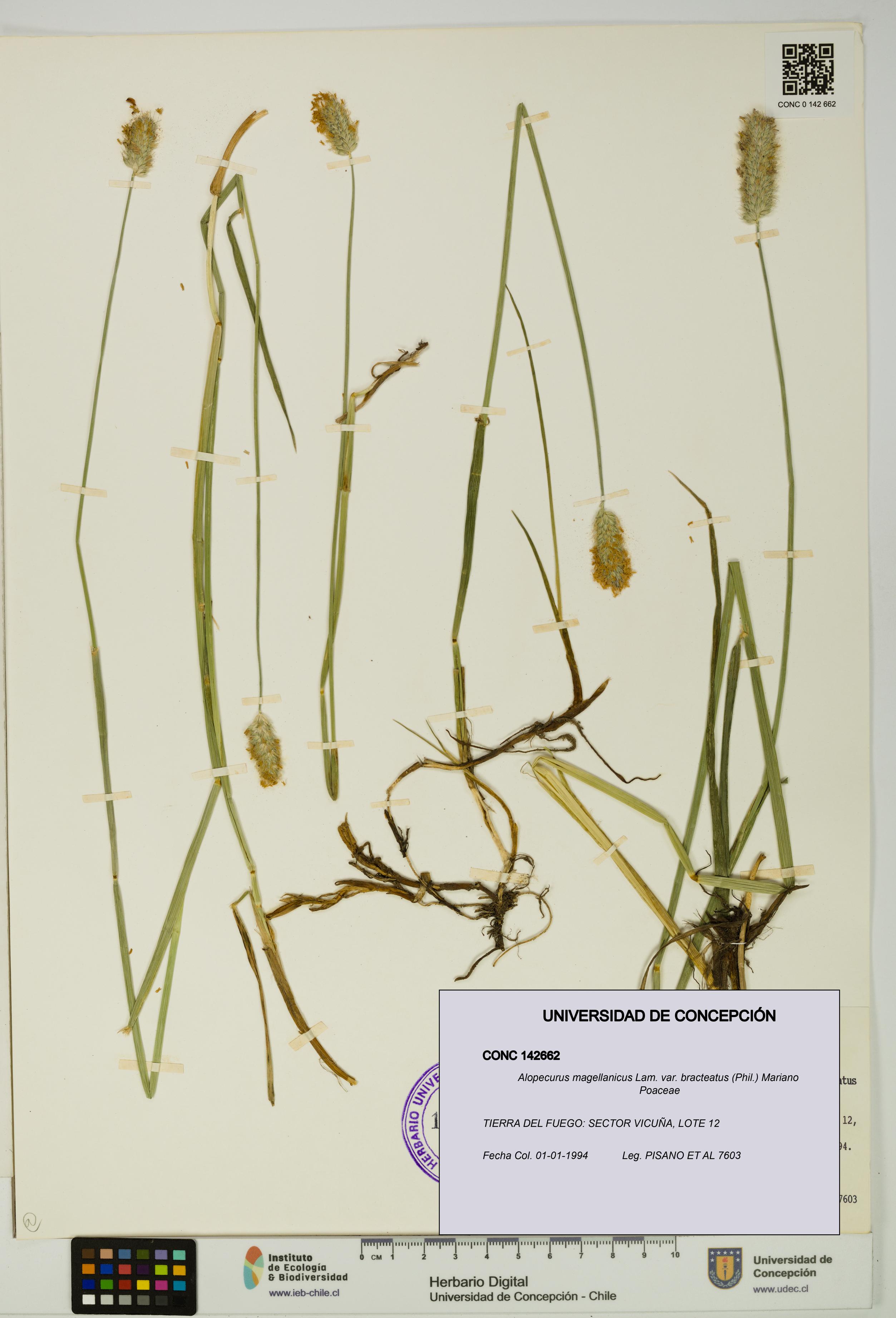 Alopecurus magellanicus var. bracteatus [Espécimen: UDEC:CONC:0142662]
