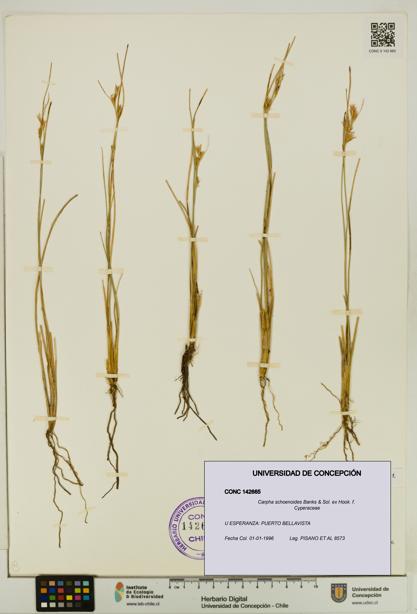 Carpha schoenoides [Espécimen: UDEC:CONC:0142665]